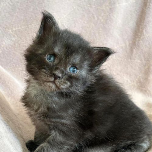 Chatons maine coon polydactyles #0