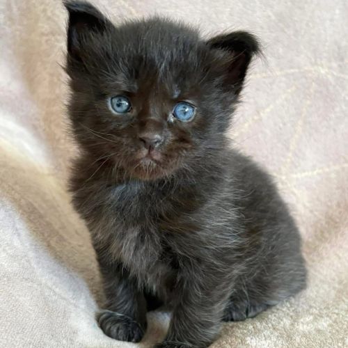 Chatons maine coon polydactyles #4