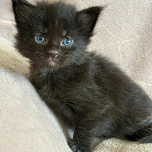 Chatons maine coon polydactyles #5