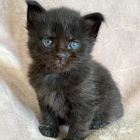 Chatons maine coon polydactyles #4