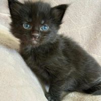 Chatons maine coon polydactyles #5