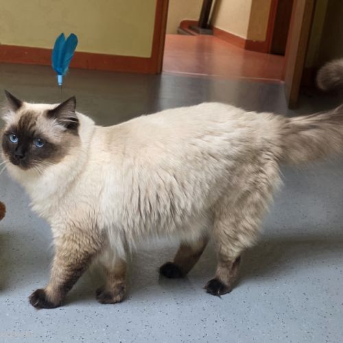 Chaton ragdoll à réserver #1