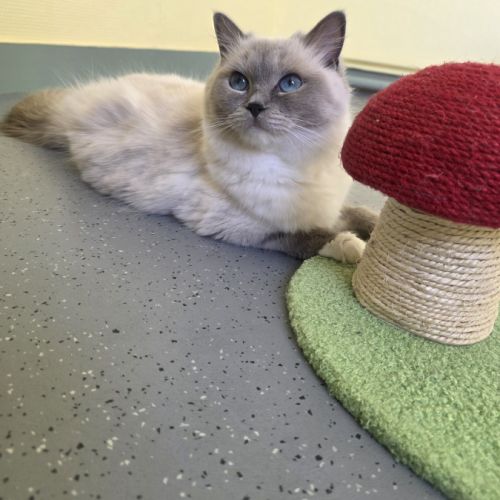Chaton ragdoll à réserver #2