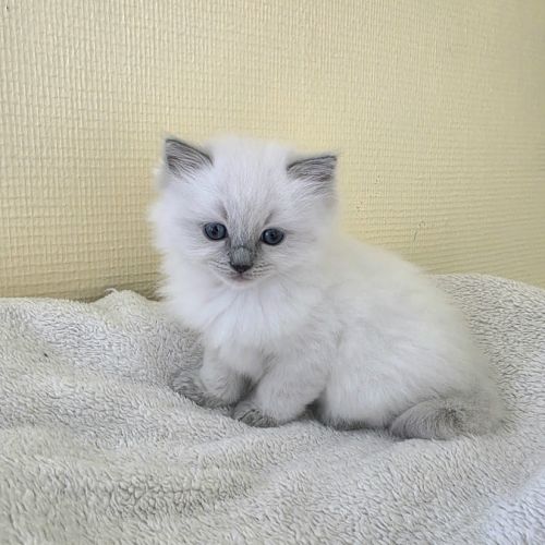 Chaton ragdoll à réserver #4