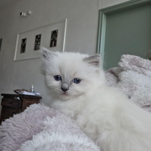 Chaton ragdoll à réserver