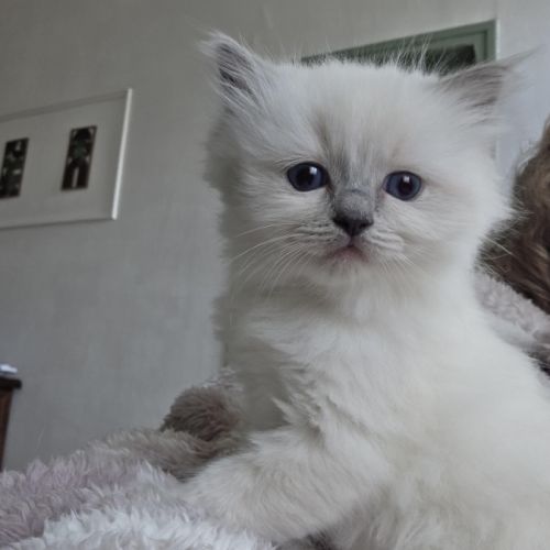 Chaton ragdoll à réserver #6
