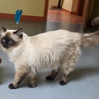 Chaton ragdoll à réserver #1