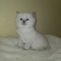 Chaton ragdoll à réserver #3