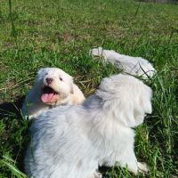 Chiots type montagne des pyrénées (patou)