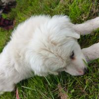 Chiots type montagne des pyrénées (patou)