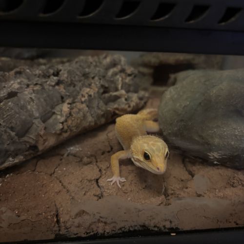 Femelle gecko léopard bae #0