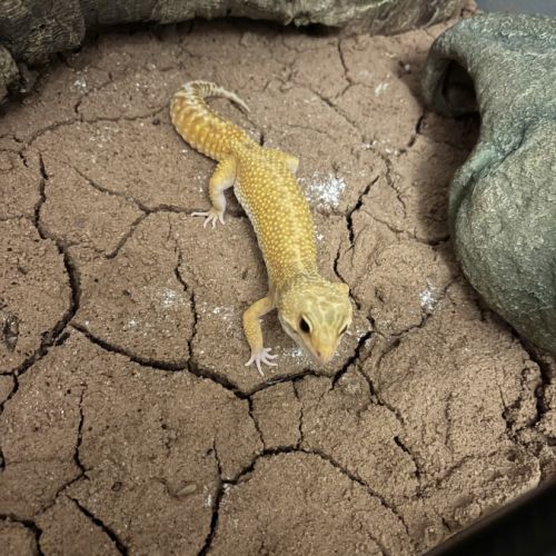 Femelle gecko léopard bae #4