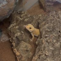 Femelle gecko léopard bae #1