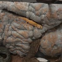 Femelle gecko léopard bae #3