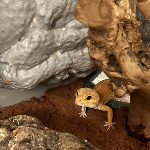 Mâle gecko léopard bae #1