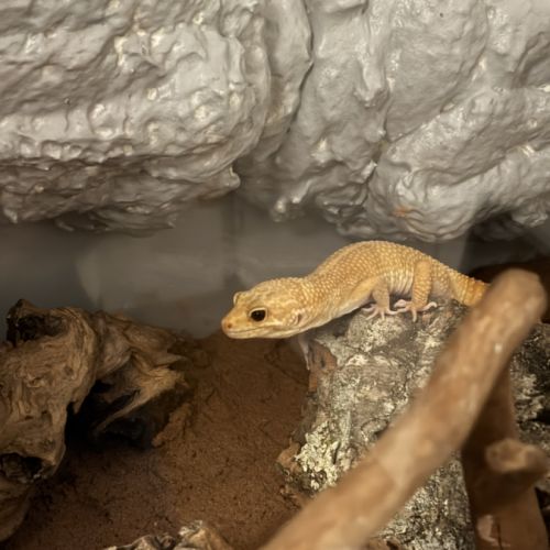 Mâle gecko léopard bae #2