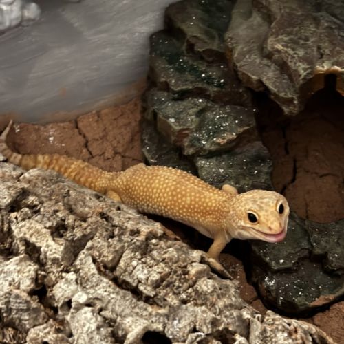 Mâle gecko léopard bae