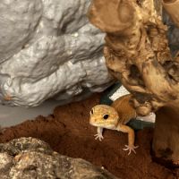 Mâle gecko léopard bae #1