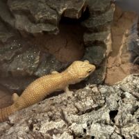 Mâle gecko léopard bae #3