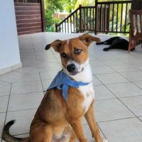 Aloka notre tendre créole #3