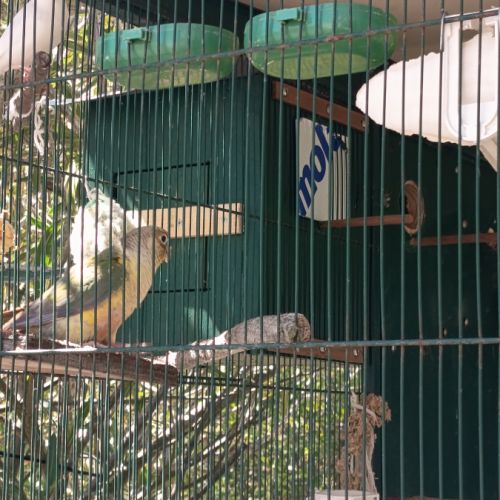 Couple de conures turquoise