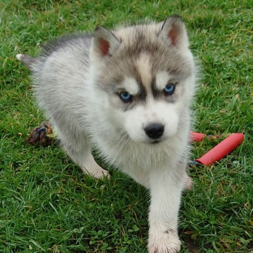 A vendre chiot mâle husky lof #1