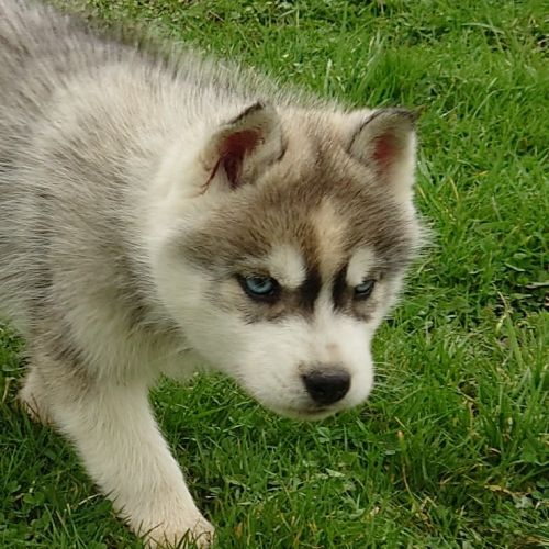 A vendre chiot mâle husky lof #2