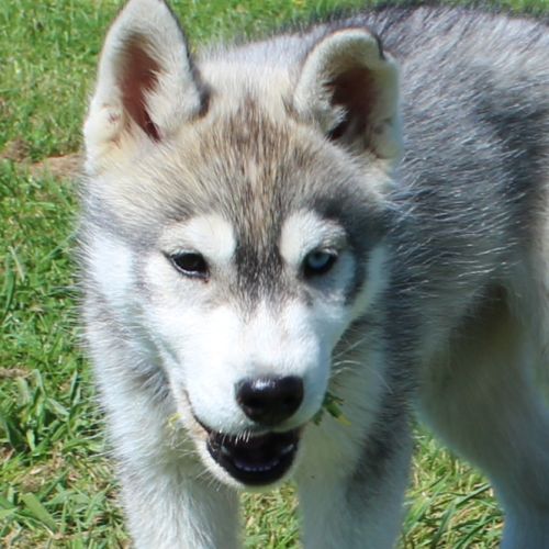 Suite à désistement bandit, chiot mâle husky lof #1