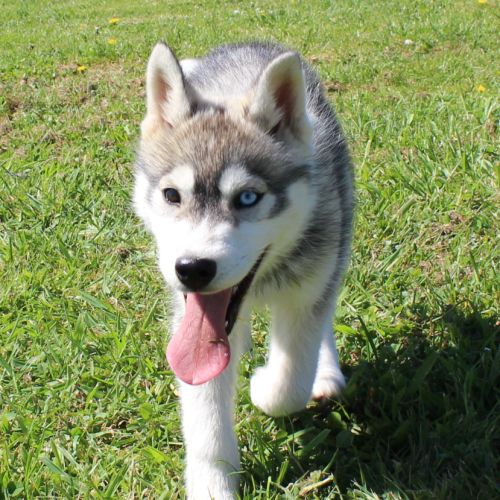 A vendre chiot mâle husky lof #0