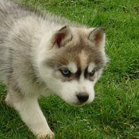 A vendre chiot mâle husky lof #2