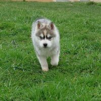 A vendre chiot mâle husky lof #3