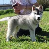 A vendre chiot mâle husky lof #4