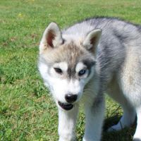A vendre chiot mâle husky lof #5