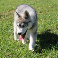 Suite à désistement bandit, chiot mâle husky lof