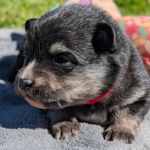 Magnifiques spitz allemand #1