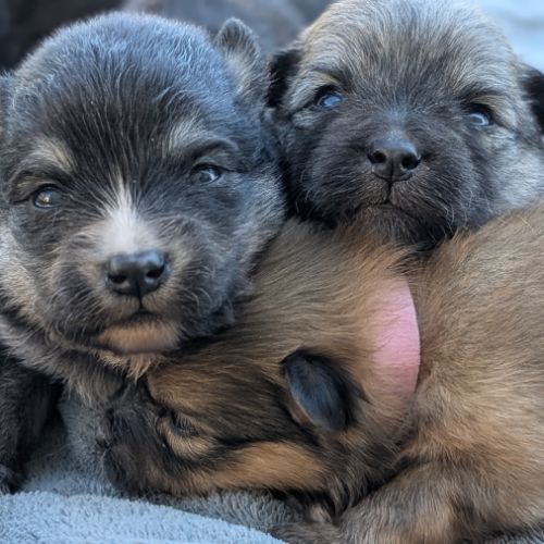 Magnifiques spitz allemand #3