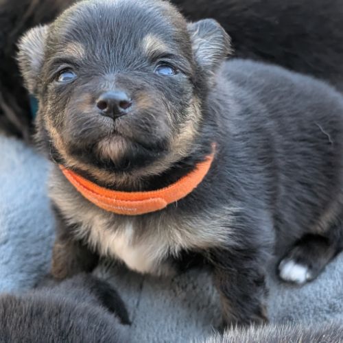 Magnifiques spitz allemand #4