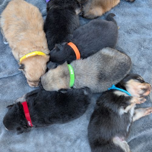 Magnifiques spitz allemand #5