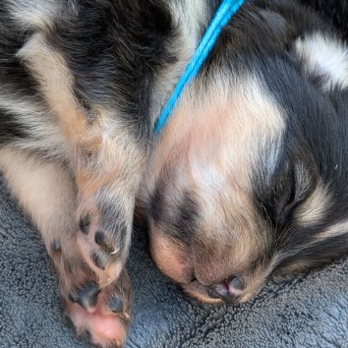 Magnifiques spitz allemand