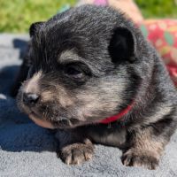 Magnifiques spitz allemand #1