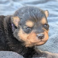 Magnifiques spitz allemand #2