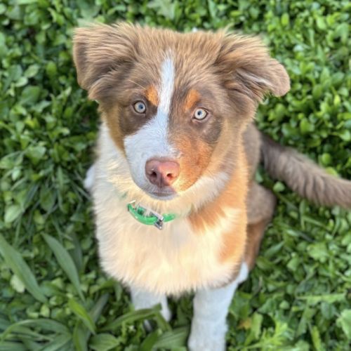 Saillie mâle berger australien lof #0