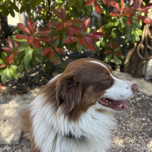 Saillie mâle berger australien lof #2