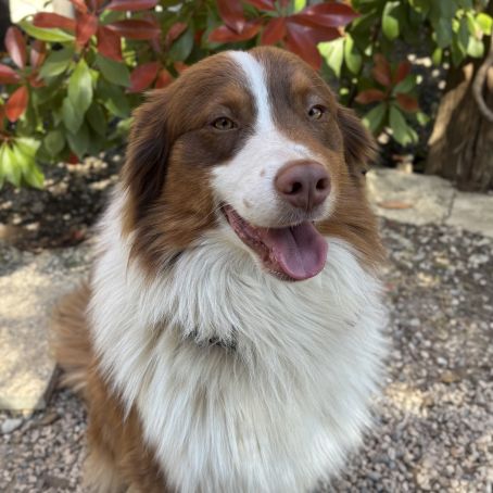 Saillie mâle berger australien lof #3