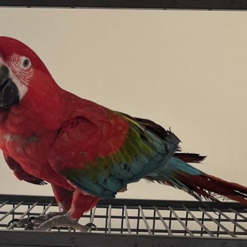 Ara chloroptère