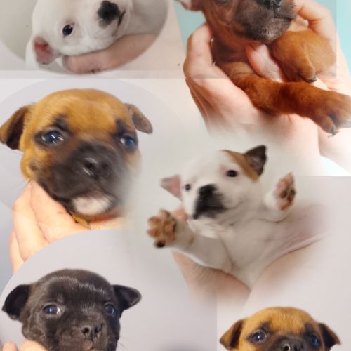 Chiots staffie  origine espagnoles