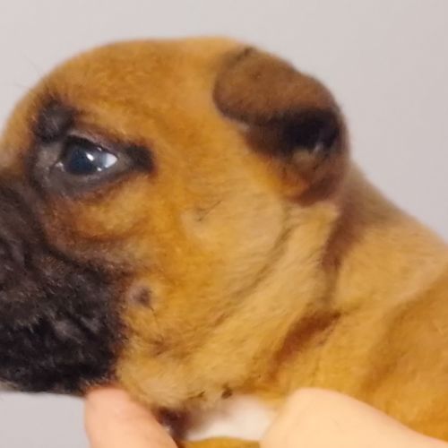 Chiots staffie  origine espagnoles #5