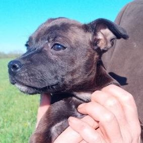 Chiots staffie  origine espagnoles #6