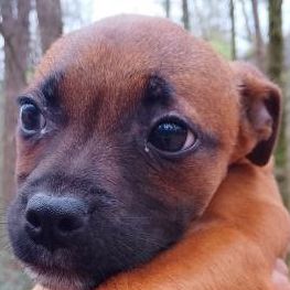 Chiots staffie  origine espagnoles #7