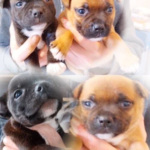 Chiots staffie  origine espagnoles #8